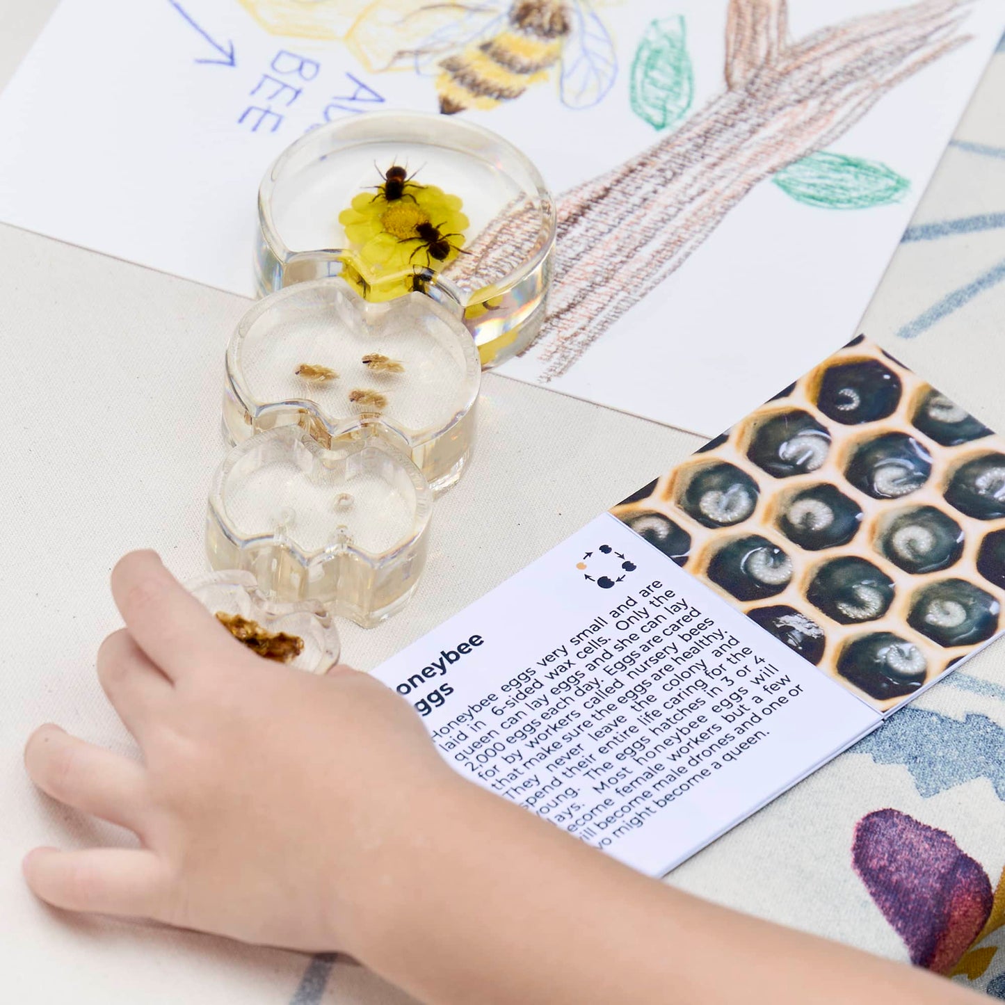 Specimen Life Cycle Puzzles